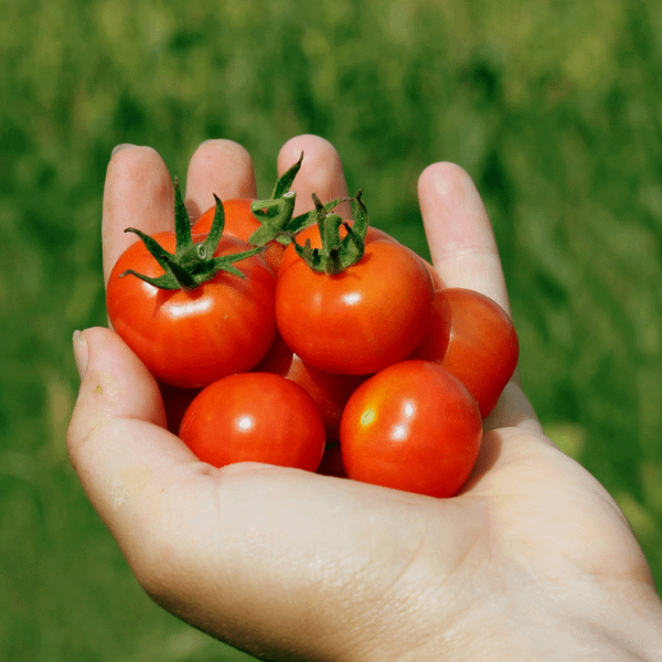 Cherry Tomato Seeds Ireland