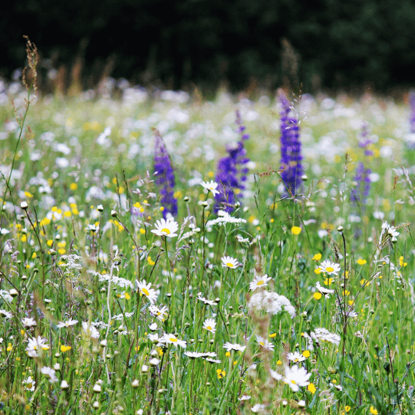 Wildflower Seeds at Seed Bank Ireland