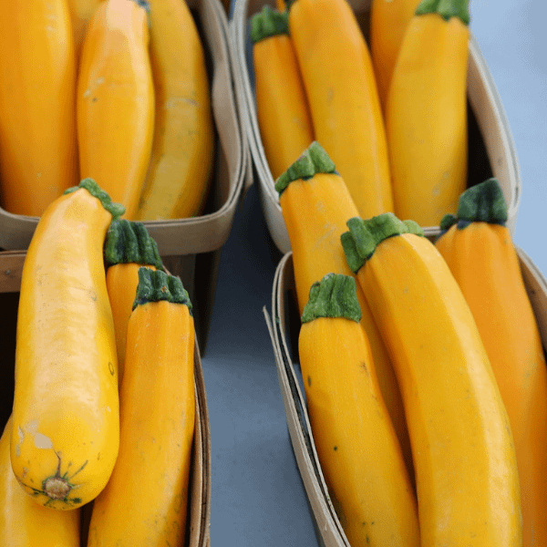 Yellow Courgette Seeds at Seed Bank Ireland