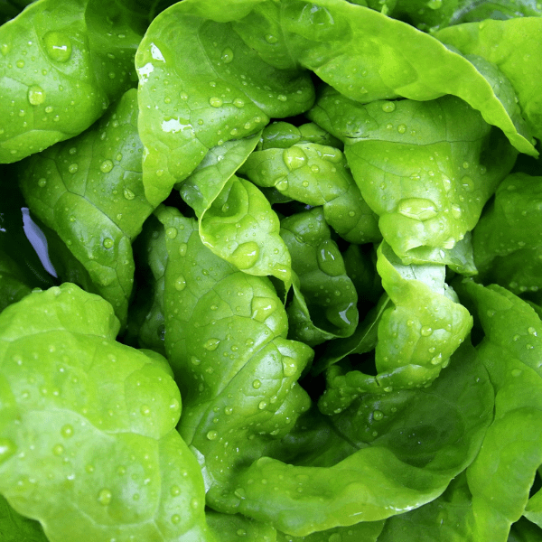 Butterhead Lettuce Seeds Ireland