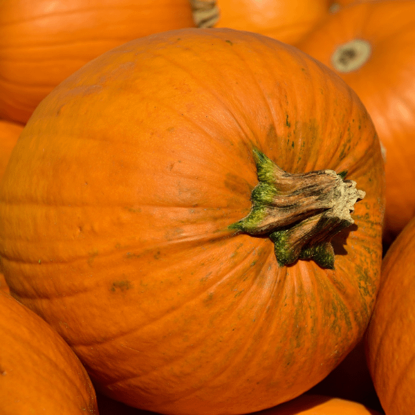 Pumpkin Seeds at Seed Bank Ireland