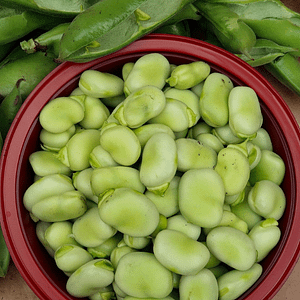 Broad Bean Seeds at Seed Bank Ireland
