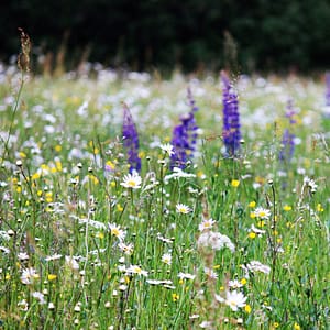 Wildflower Seeds at Seed Bank Ireland